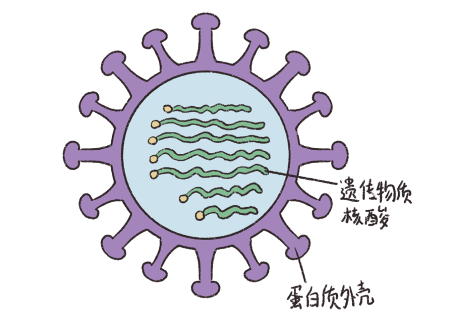 漫话 | 人体感染新冠的过程