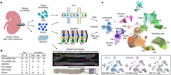 Nature：绘制出人类肾脏组织最全面的“高清地图”