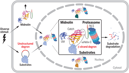 Science：全新蛋白降解机制“诞生”，或带来癌症新疗法！