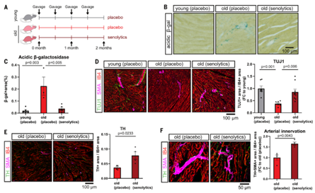 Science: 德国研究团队首次证明抗衰药物可逆转衰老导致的心脏功能障碍！