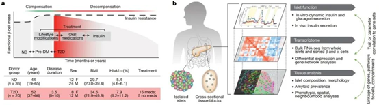 《自然》重磅：科学家找到驱动2型糖尿病的核心枢纽