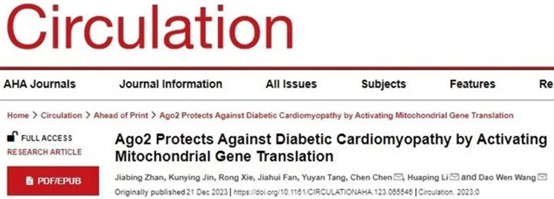 同济医院最新研究进展：揭示AGO2蛋白在糖尿病心肌病中的作用及机制