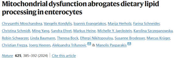 线粒体在肠道加工膳食脂肪中起关键作用：新研究揭示其重要性