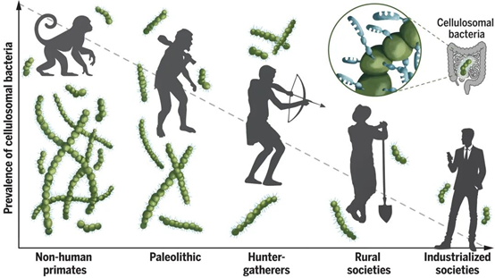 警惕！工业化生活可能导致肠道微生物失衡