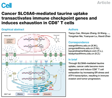 《细胞》揭秘：牛磺酸为T细胞注入新活力！西京医院研究首揭癌细胞与T细胞间的牛磺酸争夺战，补充牛磺酸助T细胞抗癌能力飙升